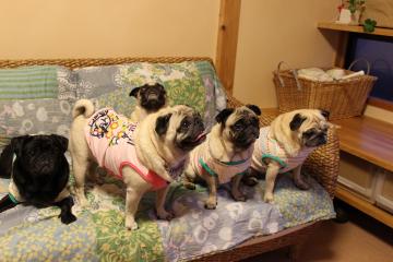 IMG_0805_convert_20120923224951.jpg