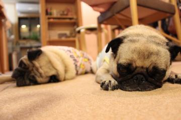 IMG_0833_convert_20120923230020.jpg