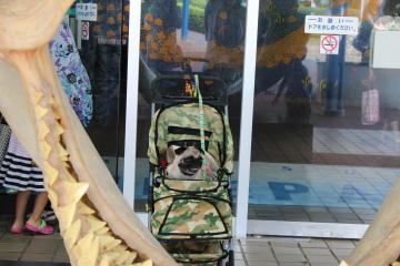 IMG_0846_convert_20121012223949.jpg