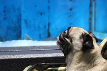 IMG_0851_convert_20121012224321.jpg