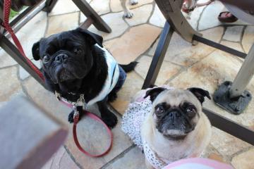 IMG_0869_convert_20121012225557.jpg