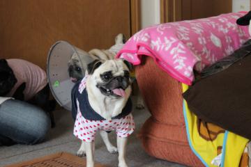 IMG_0875_convert_20121012230244.jpg