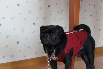 IMG_0883_convert_20121012230416.jpg