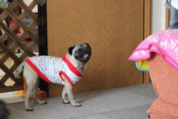 IMG_0890_convert_20121012230514.jpg