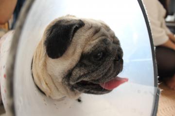 IMG_0892_convert_20121012230606.jpg