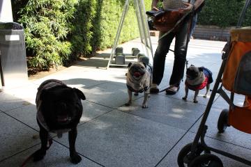 IMG_0914_convert_20121025231228.jpg