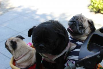 IMG_0916_convert_20121025231322.jpg