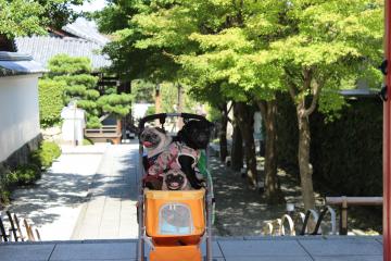 IMG_0919_convert_20121025231505.jpg