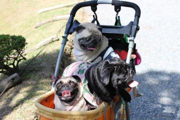 IMG_0924_convert_20121025231641.jpg