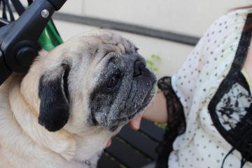 IMG_0931_convert_20121025232002.jpg