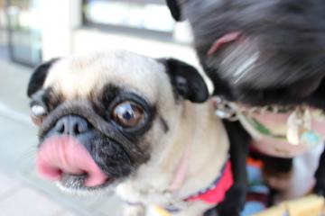 IMG_0934_convert_20121025232050.jpg