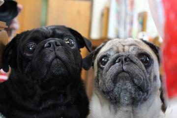 IMG_0940_convert_20121025232511.jpg