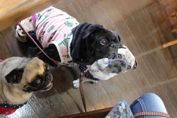 IMG_0941_convert_20121025232600.jpg