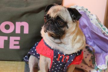 IMG_0947_convert_20121101230728.jpg