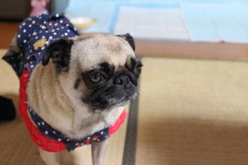 IMG_0956_convert_20121101231339.jpg