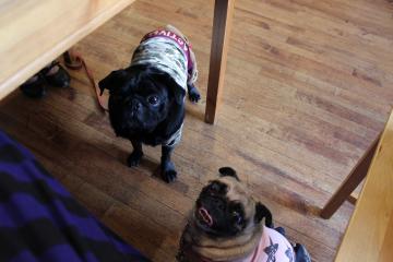 IMG_0980_convert_20121101232919.jpg