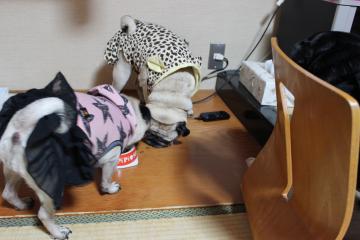 IMG_1025_convert_20121120231048.jpg