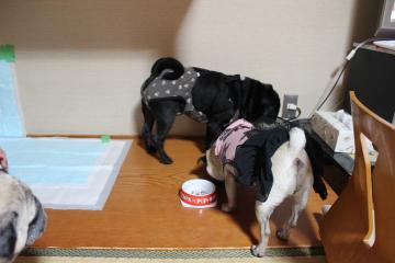 IMG_1026_convert_20121120231134.jpg