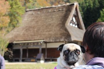 IMG_1066_convert_20121127231023.jpg