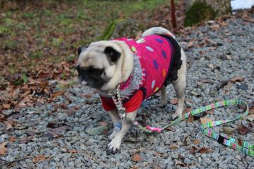 IMG_1100_convert_20121203230205.jpg