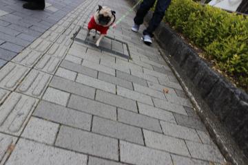 IMG_1121_convert_20121203231043.jpg