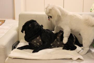 IMG_1172_convert_20121227232423.jpg