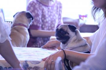 IMG_4309_convert_20120723224739.jpg