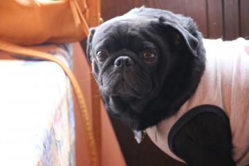 IMG_4365_convert_20120723224023.jpg
