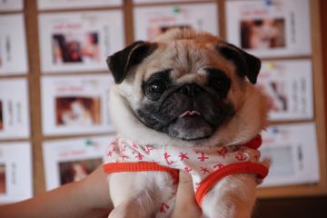IMG_4371_convert_20120723224238.jpg