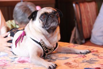 IMG_4378_convert_20120723224415.jpg