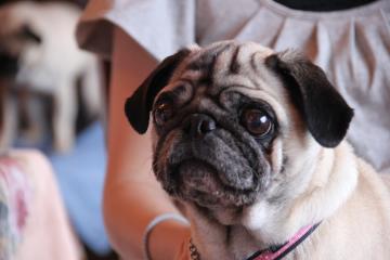 IMG_4380_convert_20120723224505.jpg