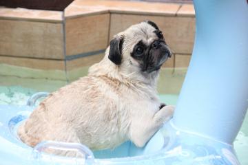 IMG_4434_convert_20120731233717.jpg