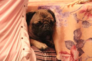 IMG_4578_convert_20120805232400.jpg
