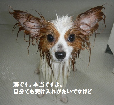 しゃんぷー5