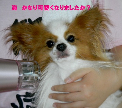 しゃんぷー2