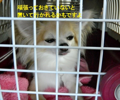 たび3