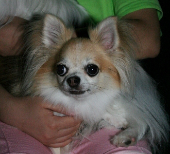 IMG_0920 (350x316)