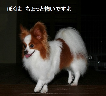 花火1