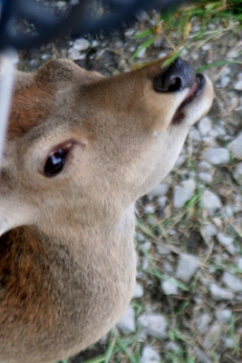 IMG_0110 (267x400)