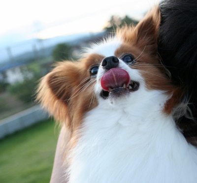 IMG_0027 (400x372)