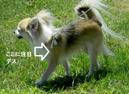 ちび