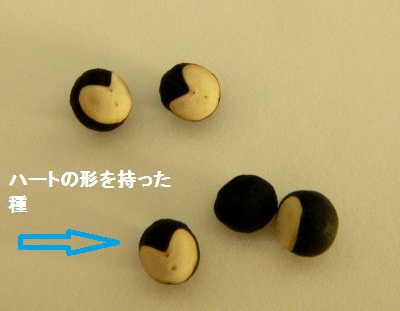 ふうせんかずら