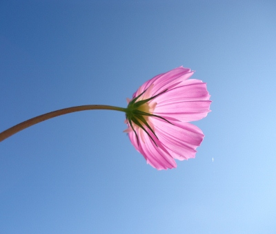 DSC00345 (400x340)