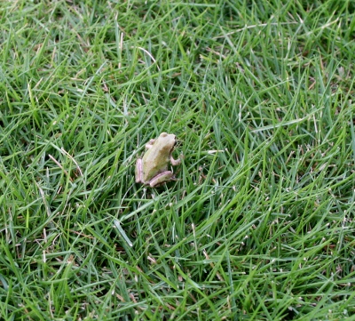 IMG_0032 (400x361)