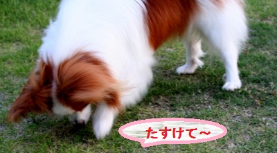 かえる4