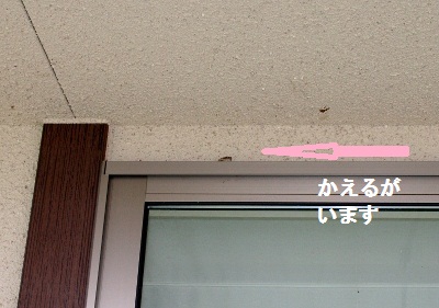 かえる1