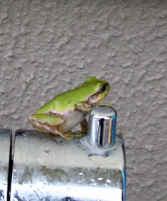 IMG_0021 (331x400)