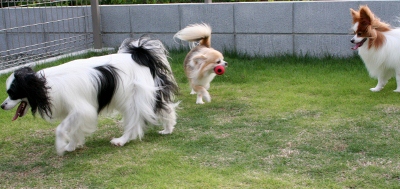 IMG_0115 (400x189)