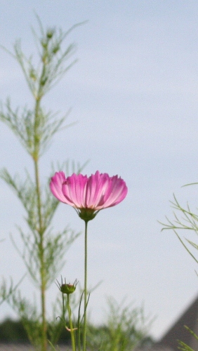 IMG_0023 (282x500)