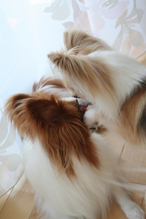 IMG_0043 (300x450)